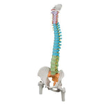 Didactic Flexible Human Spine Model with Femur Heads - 3B Smart Anatomy