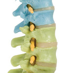 Didactic Flexible Human Spine Model with Femur Heads - 3B Smart Anatomy