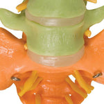 Didactic Flexible Human Spine Model with Femur Heads - 3B Smart Anatomy