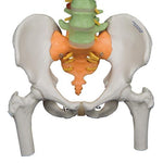 Didactic Flexible Human Spine Model with Femur Heads - 3B Smart Anatomy