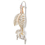 Stand for Spinal Columns and Skeletons, 3 part