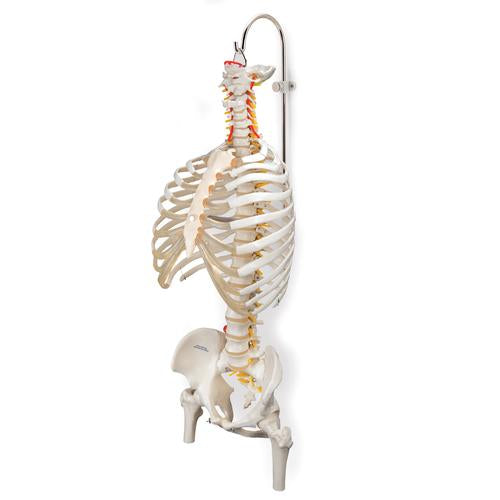 Stand for Spinal Columns and Skeletons, 3 part