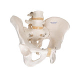 Human Male Pelvis Skeleton Model - 3B Smart Anatomy