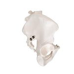 Human Male Pelvis Skeleton Model - 3B Smart Anatomy