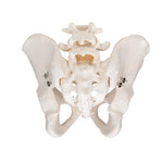Human Male Pelvis Skeleton Model - 3B Smart Anatomy
