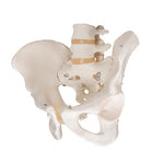 Human Male Pelvis Skeleton Model - 3B Smart Anatomy