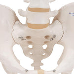 Human Male Pelvis Skeleton Model - 3B Smart Anatomy