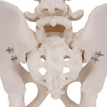 Human Male Pelvis Skeleton Model - 3B Smart Anatomy