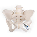 Flexible Human Female Pelvis Model, Flexibly Mounted - 3B Smart Anatomy