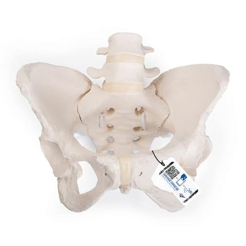 Flexible Human Female Pelvis Model, Flexibly Mounted - 3B Smart Anatomy