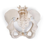 Flexible Human Female Pelvis Model, Flexibly Mounted - 3B Smart Anatomy