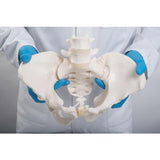 Flexible Human Female Pelvis Model, Flexibly Mounted - 3B Smart Anatomy