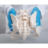 Flexible Human Female Pelvis Model, Flexibly Mounted - 3B Smart Anatomy