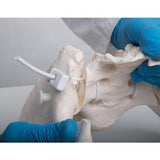 Flexible Human Female Pelvis Model, Flexibly Mounted - 3B Smart Anatomy