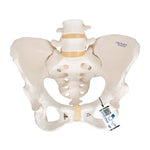 Human Female Pelvic Skeleton Model - 3B Smart Anatomy