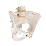 Human Female Pelvic Skeleton Model - 3B Smart Anatomy