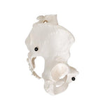 Human Female Pelvic Skeleton Model - 3B Smart Anatomy