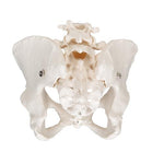 Human Female Pelvic Skeleton Model - 3B Smart Anatomy