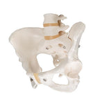 Human Female Pelvic Skeleton Model - 3B Smart Anatomy
