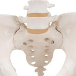 Human Female Pelvic Skeleton Model - 3B Smart Anatomy