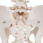Human Female Pelvic Skeleton Model - 3B Smart Anatomy