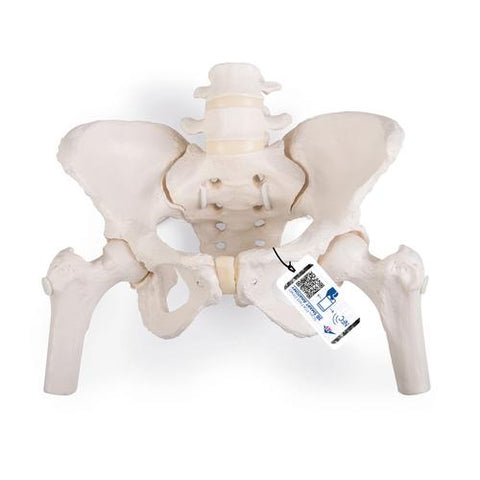 Flexible Human Female Pelvis Model with Femur Heads - 3B Smart Anatomy