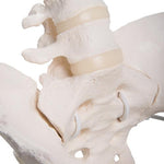 Flexible Human Female Pelvis Model with Femur Heads - 3B Smart Anatomy