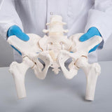 Flexible Human Female Pelvis Model with Femur Heads - 3B Smart Anatomy