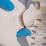 Flexible Human Female Pelvis Model with Femur Heads - 3B Smart Anatomy