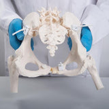 Flexible Human Female Pelvis Model with Femur Heads - 3B Smart Anatomy