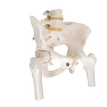 Human Pelvis Skeleton Model, Female with Movable Femur Heads - 3B Smart Anatomy