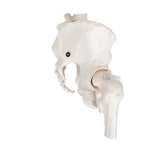 Human Pelvis Skeleton Model, Female with Movable Femur Heads - 3B Smart Anatomy