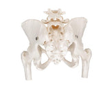 Human Pelvis Skeleton Model, Female with Movable Femur Heads - 3B Smart Anatomy