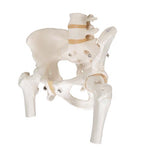 Human Pelvis Skeleton Model, Female with Movable Femur Heads - 3B Smart Anatomy