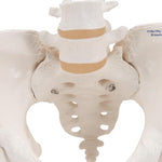 Human Pelvis Skeleton Model, Female with Movable Femur Heads - 3B Smart Anatomy