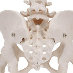 Human Pelvis Skeleton Model, Female with Movable Femur Heads - 3B Smart Anatomy