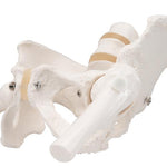 Human Pelvis Skeleton Model, Female with Movable Femur Heads - 3B Smart Anatomy