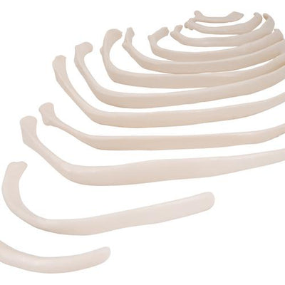 Human Ribs Modle - 3B Smart Anatomy