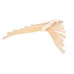 Human Sternum Model with Rib Cartilage - 3B Smart Anatomy