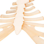 Human Sternum Model with Rib Cartilage - 3B Smart Anatomy
