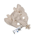Human Sacrum & Coccyx Model - 3B Smart Anatomy