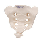 Human Sacrum & Coccyx Model - 3B Smart Anatomy