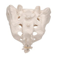 Human Sacrum & Coccyx Model - 3B Smart Anatomy