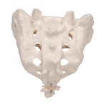 Human Sacrum & Coccyx Model - 3B Smart Anatomy