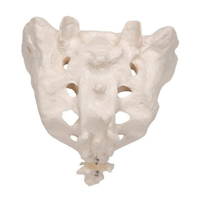 Human Sacrum & Coccyx Model - 3B Smart Anatomy