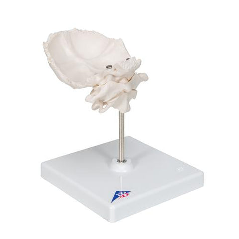 Atlas & Axis Model with Occipital Plate, Wire Mounted, on Removable Stand - 3B Smart Anatomy