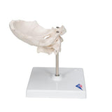 Atlas & Axis Model with Occipital Plate, Wire Mounted, on Removable Stand - 3B Smart Anatomy