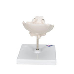 Atlas & Axis Model with Occipital Plate, Wire Mounted, on Removable Stand - 3B Smart Anatomy