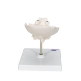 Atlas & Axis Model with Occipital Plate, Wire Mounted, on Removable Stand - 3B Smart Anatomy