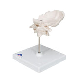 Atlas & Axis Model with Occipital Plate, Wire Mounted, on Removable Stand - 3B Smart Anatomy